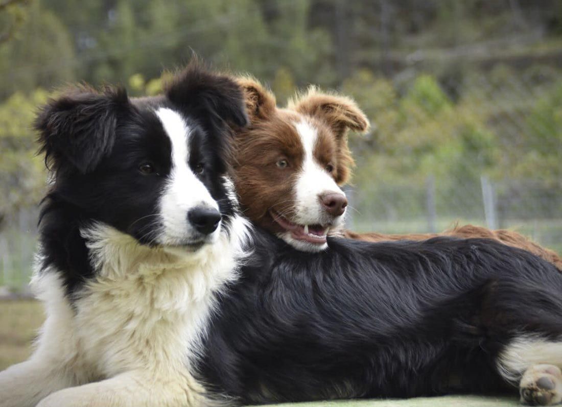 Border Collie Los Baganes Bandera