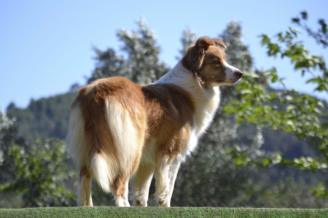 Border Collie Los Baganes Beatle