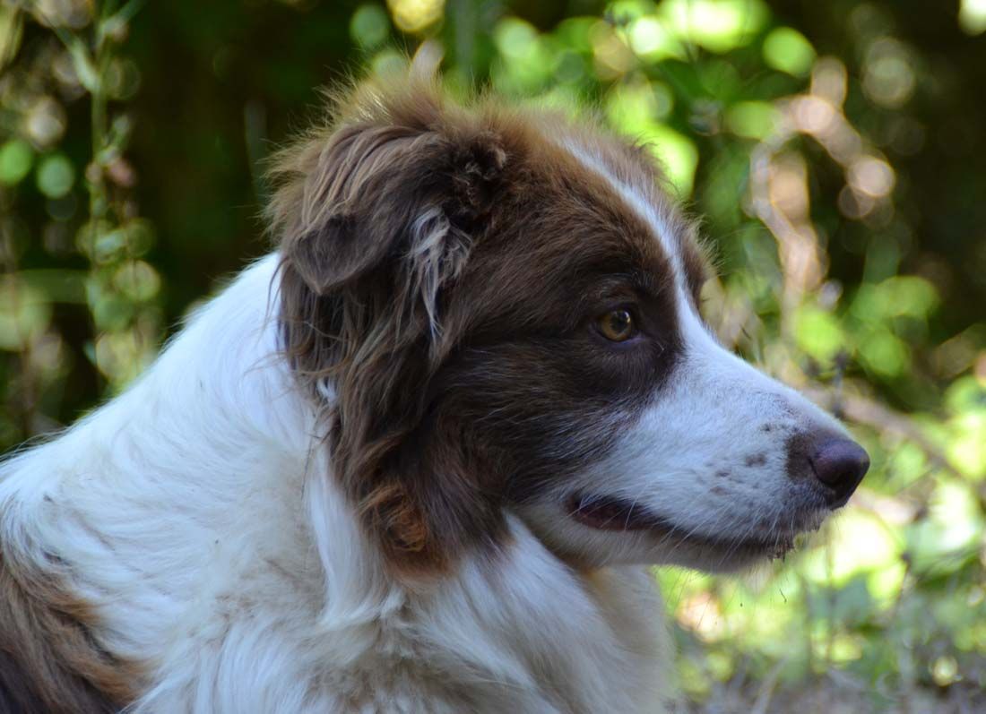 Border Collie Los Baganes Bicky