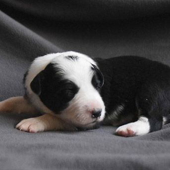 Border Collie Los Baganes camada