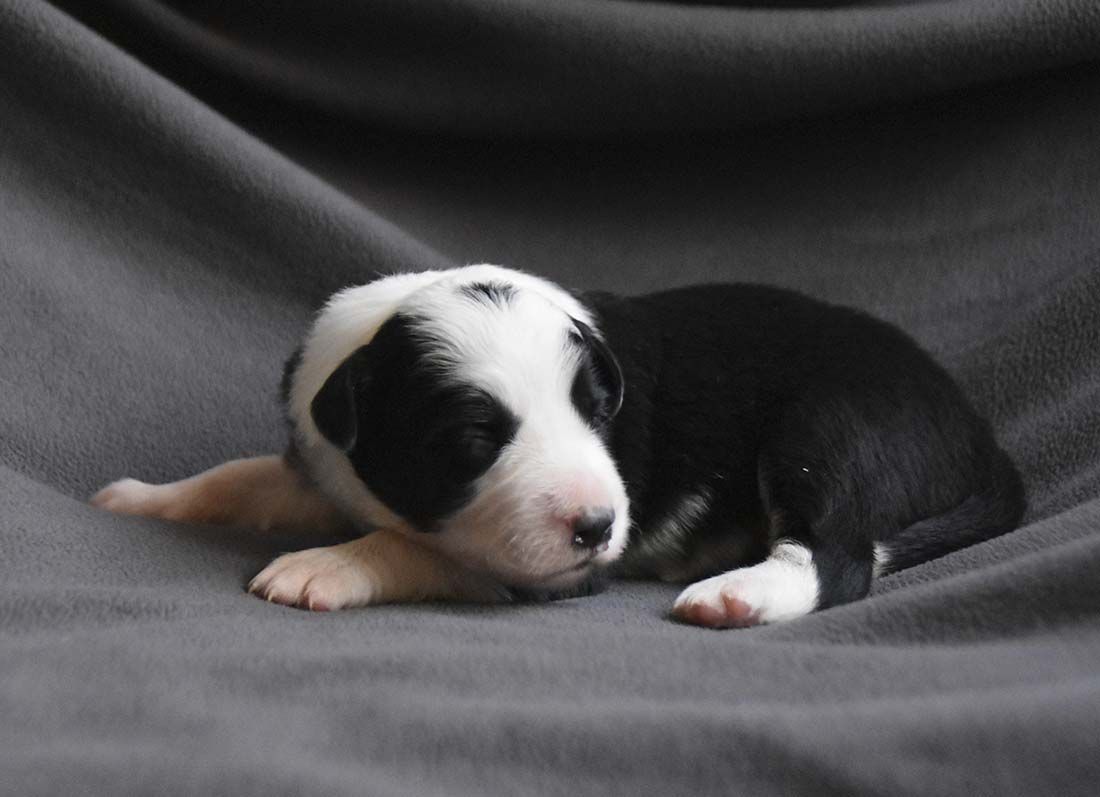 Border Collie Los Baganes cachorro