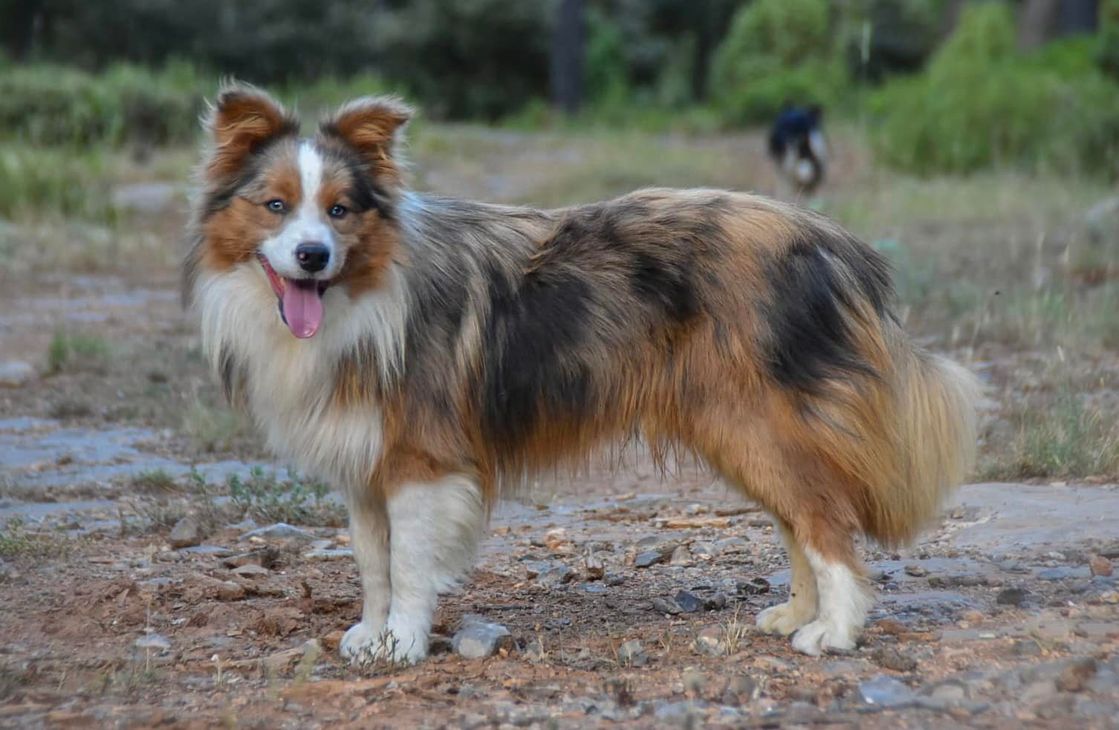 Border Collie Los Baganes Blue