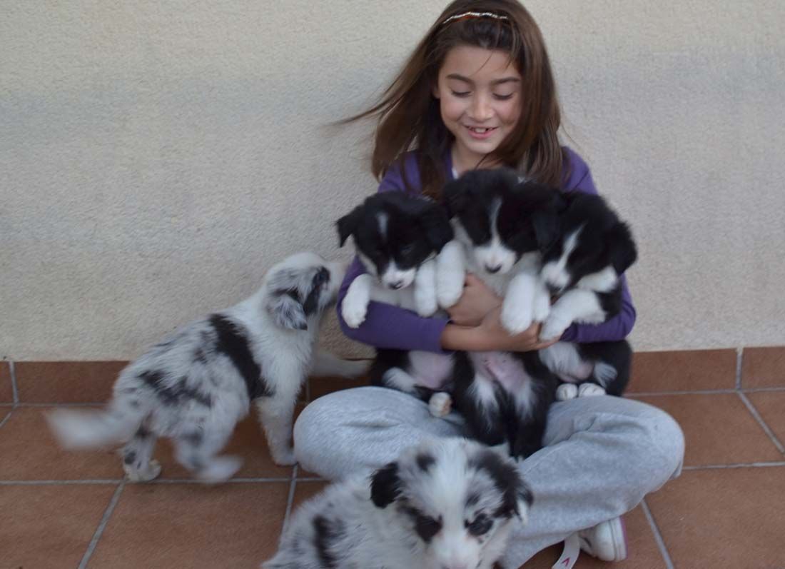 Border Collie Los Baganes niña con cachorros