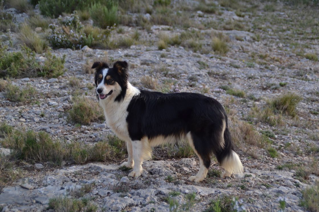 Border Collie Los Baganes Brisca