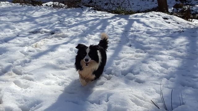 Border Collie Los Baganes Blue