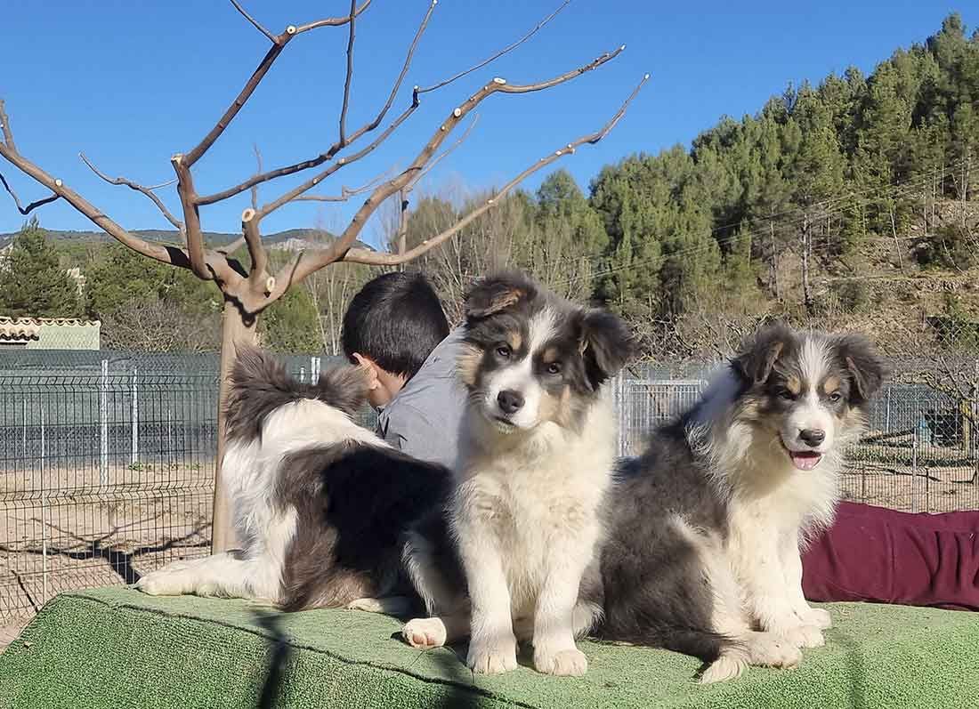 Border Collie Los Baganes Berta