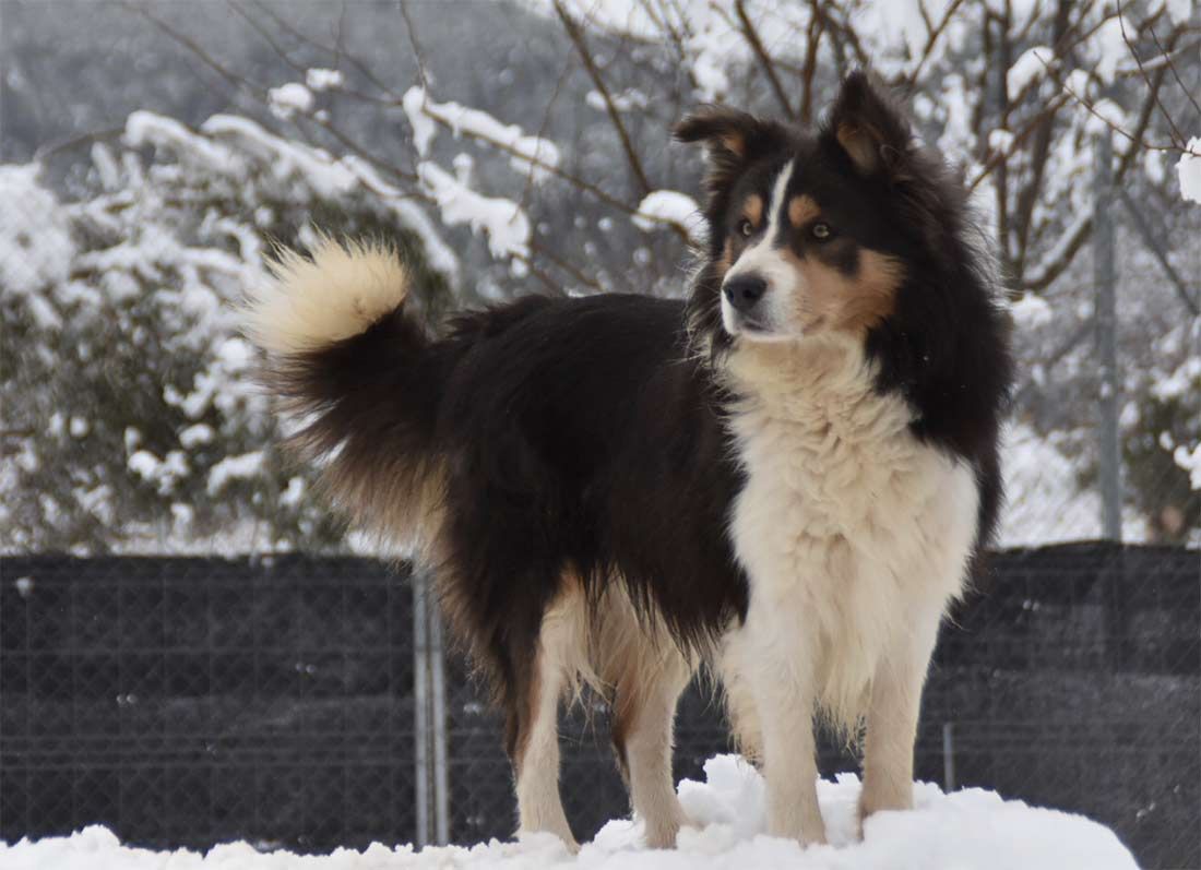 Border Collie Los Baganes Brix
