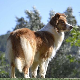 Border Collie Los Baganes hembra