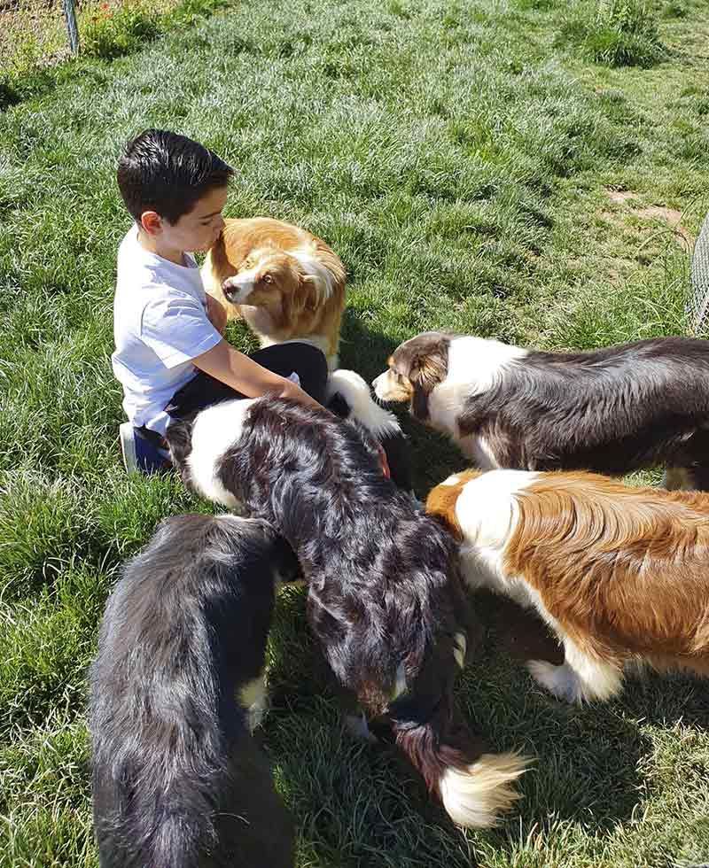 Border Collie Los Baganes niño con perros