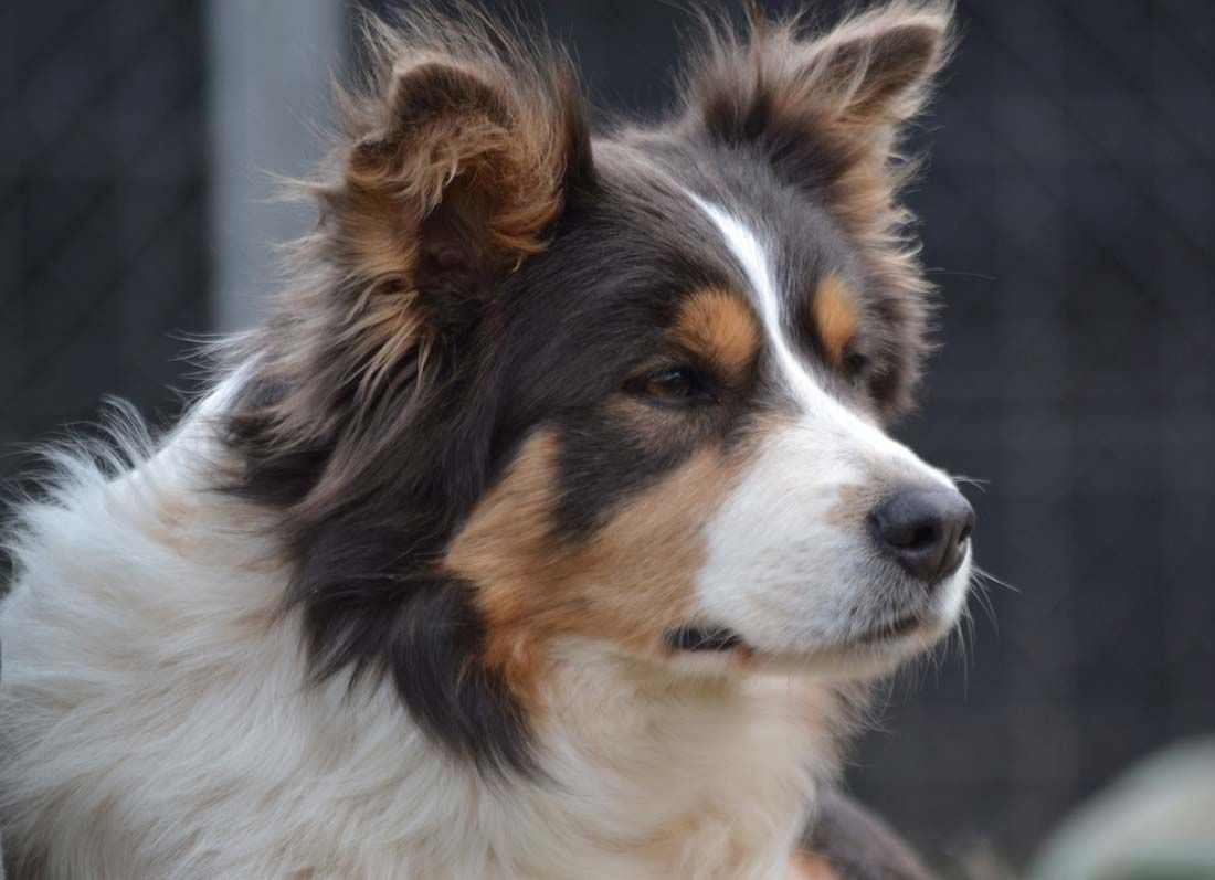 Border Collie Los Baganes Bryanna