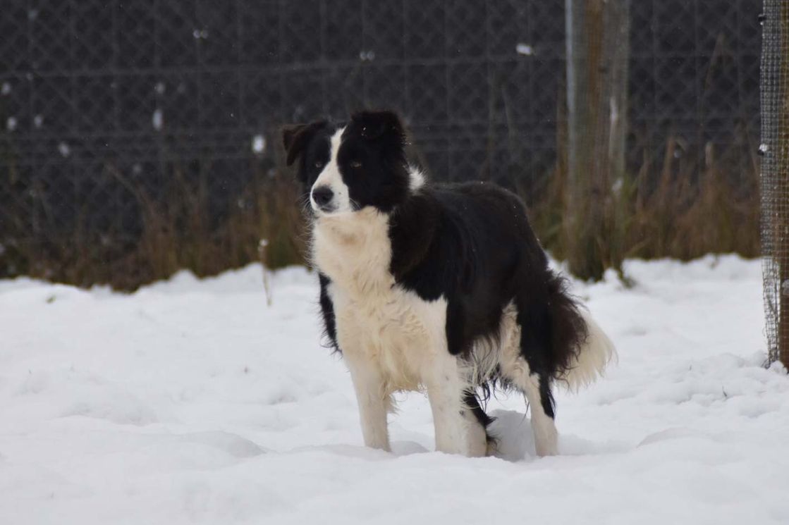 Border Collie Los Baganes Barby