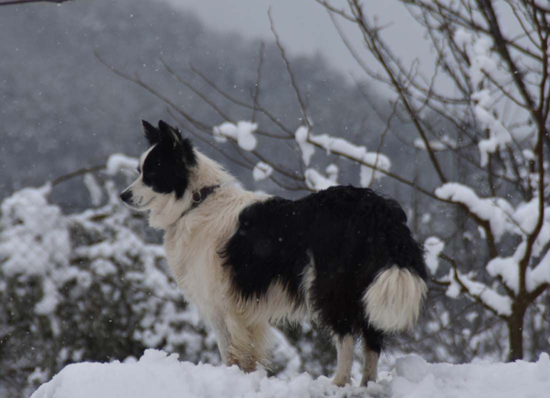 Border Collie Los Baganes Bilma