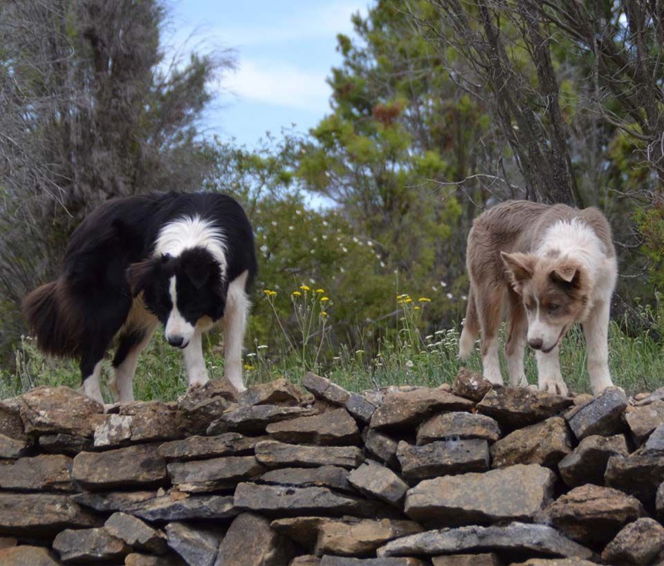 Border Collie Los Baganes perros sobre muro