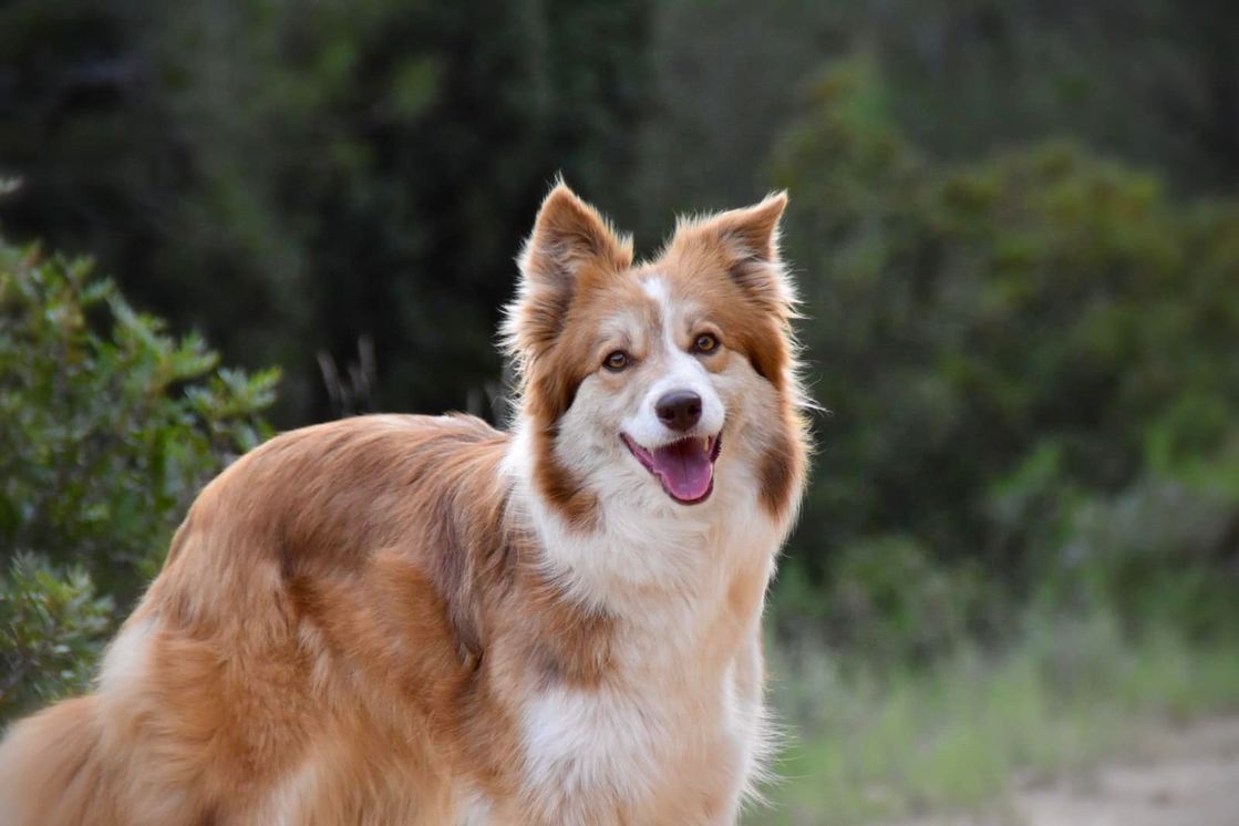 Border Collie Los Baganes Bespa