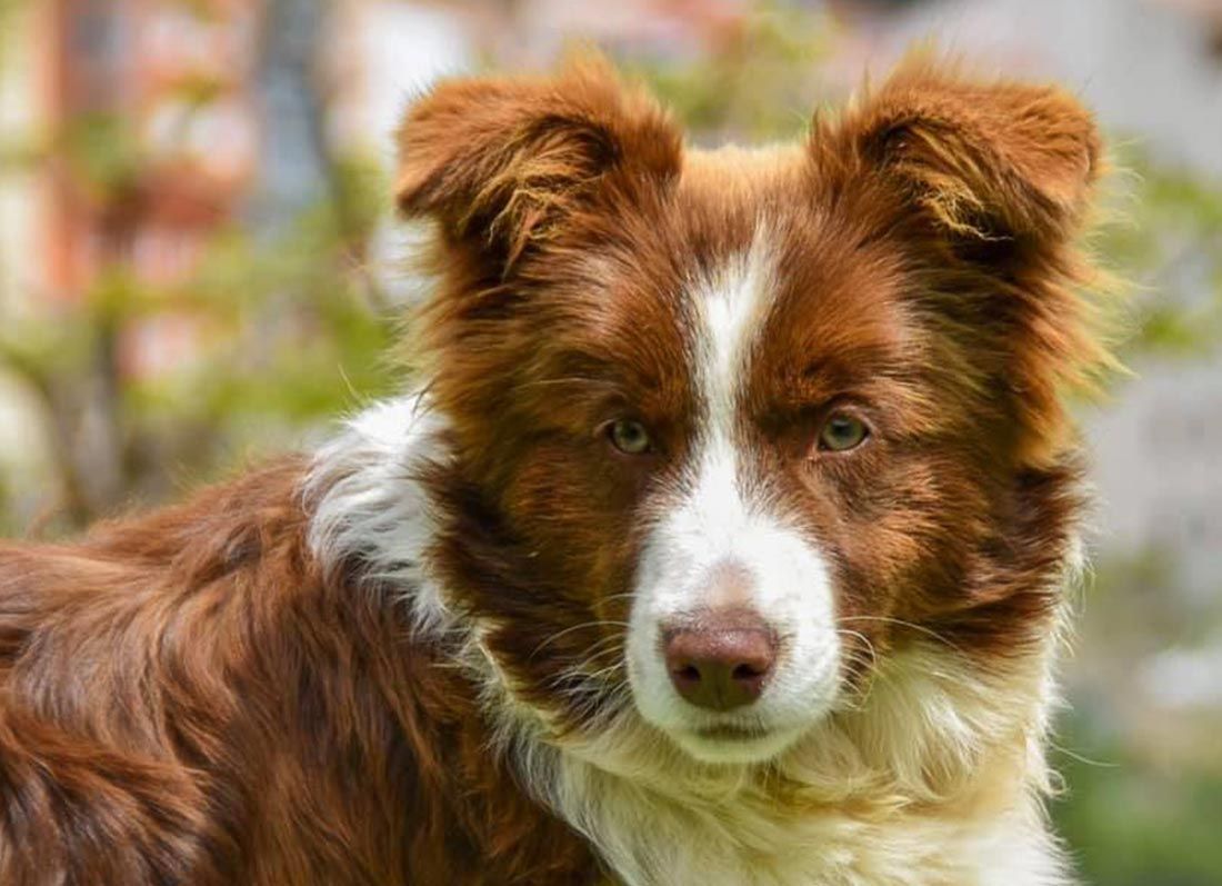 Border Collie Los Baganes Biela