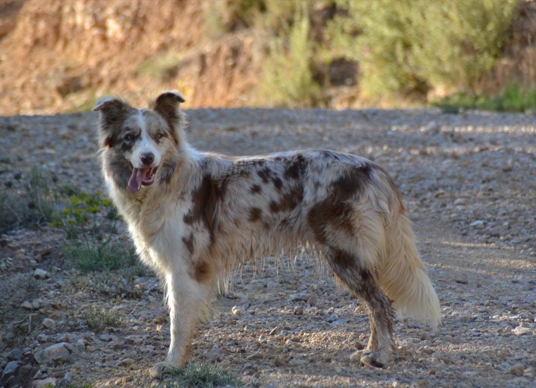 Border Collie Los Baganes Brandy