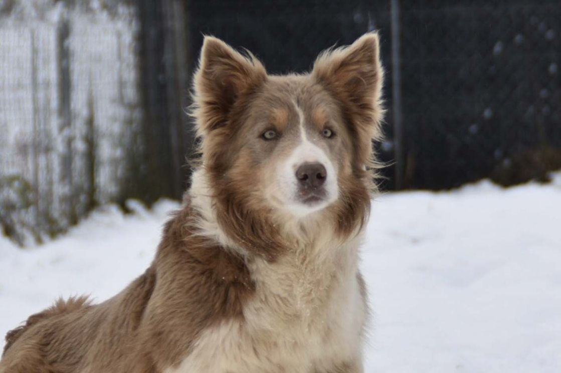 Border Collie Los Baganes Bioleta