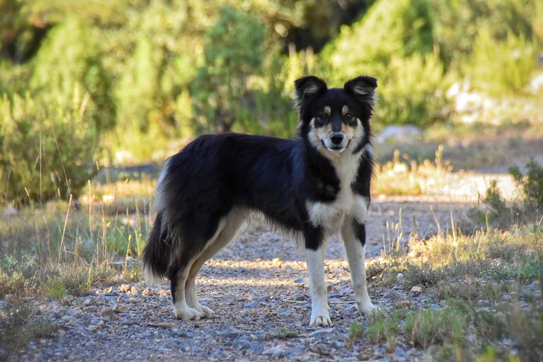 Border Collie Los Baganes Bamba