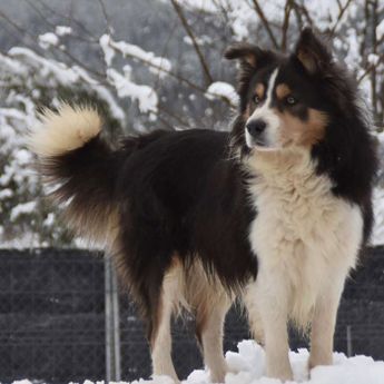 Border Collie Los Baganes macho