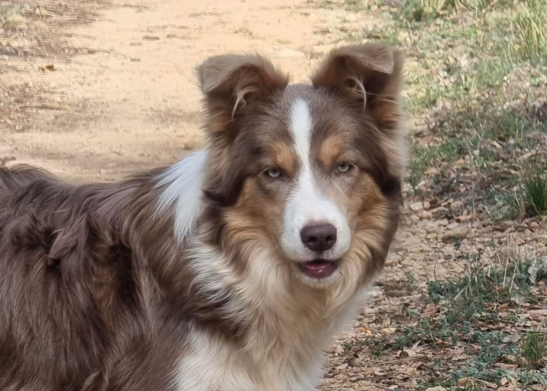 Border Collie Los Baganes Brisa