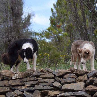 Border Collie Los Baganes Border collie