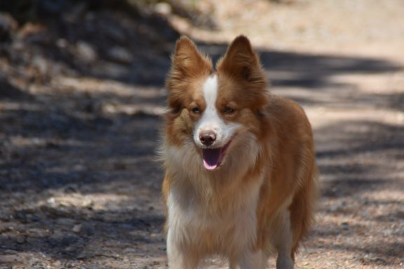 Boreal de los Baganicos