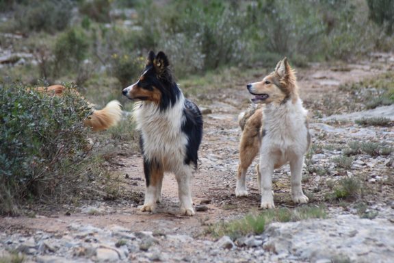 Bellota y Bívora